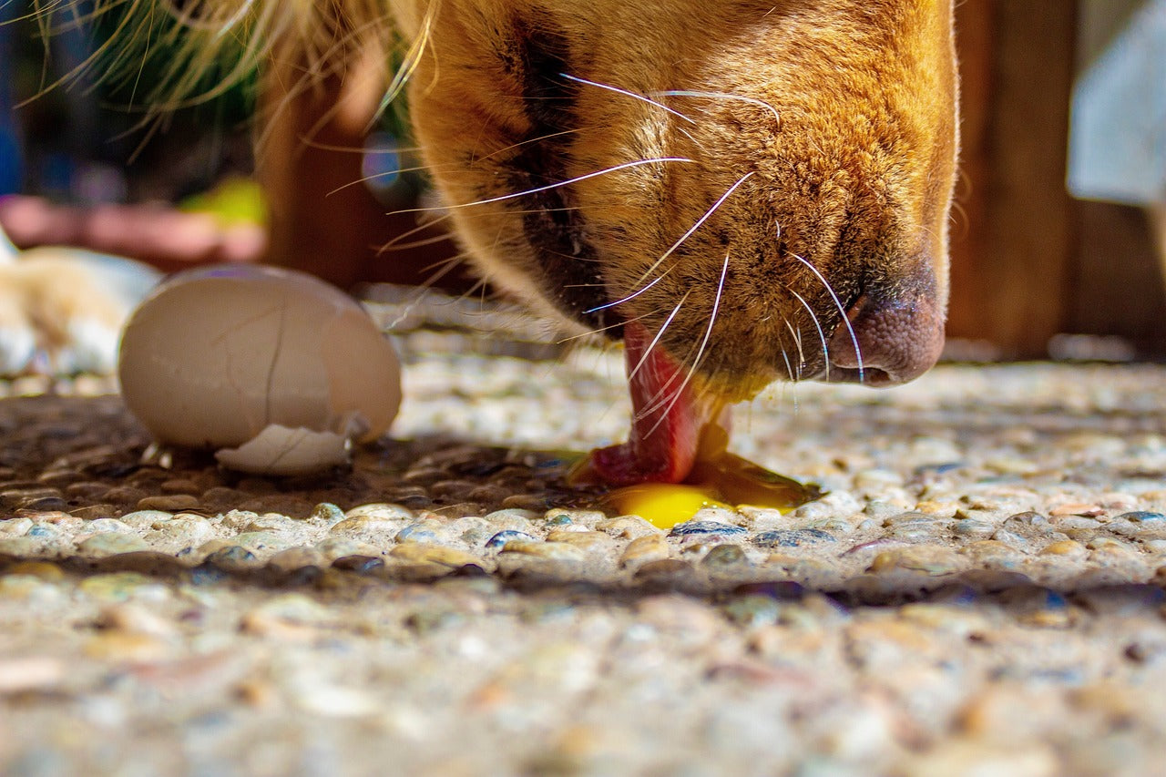 can i feed my dog boiled egg yolk