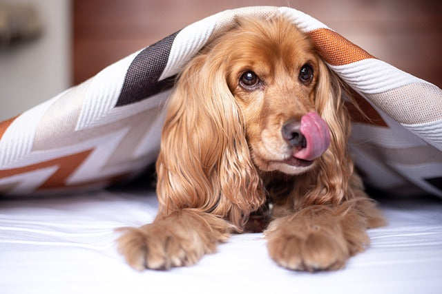 Best food for cocker spaniel puppy hotsell