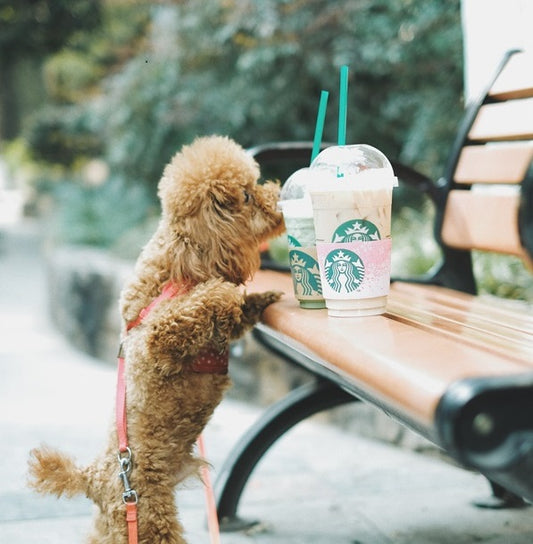 Can Dogs Drink Coffee? 