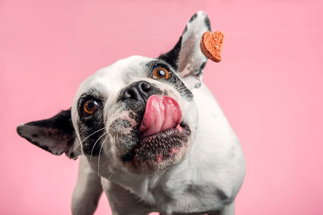 French bulldog puppy treats best sale